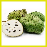 ❖ ۞ ♣ Guyabano Soursop Seeds 10seeds