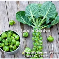 Benih Sayur Brussels Sprout Seeds Vegetable Seed 5 seeds per pack