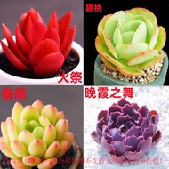 【Good Feeding】Heart like Succulent Plants Pot Combination Succulent Potted Flowers Indoor Decoration