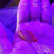 ikan betok kuning laut