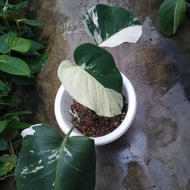 Tanaman Hias Monstera Mint Variegata Murah 60Kk Lomlomnami