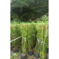 POKOK BULUH PAGAR VAaaaiRAL