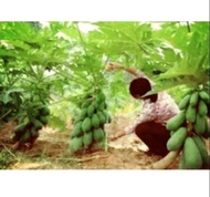 35 biji benih betik sekaki / dwaft papaya seeds / 1 foot papaya seeds / biji benih baru bertarikh 20.01.2022