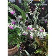 🌸 Texas Sage 🌸 Leucophyllum Frutescens