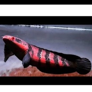 Terjangkau Ikan Channa Red Barito Grade A