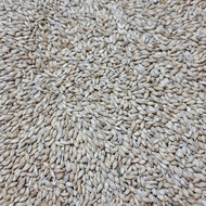 Imatton premium import Aus barley pilsen malt grain homebrew craft