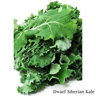 Dwarf Siberian Kale Seeds