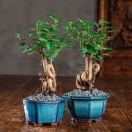 90s Greenovation l Live Mini Bonsai- Ulmus Pumila 榆树