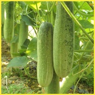 Benih Timun Local (30pcs+/-) ｜ Local Cucumber Seeds ｜ 本地黄瓜种子 ｜ Benih sayur ｜ Vegetable seeds ｜ seed ｜ 蔬菜种子 ｜ 种子 ｜ H2