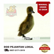 DOD Anak Bebek Pejantan Lokal (Bebek Tulungagung)