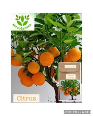 Small Tree Orange Bonsai Citrus Seeds
