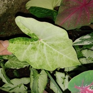 tanaman hias caladium thailand/keladi thailand series