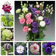 [Free Delivery]Ready Stock 100PCS Eustoma Grandiflorum Flower Seeds Bonsai Eustoma Lisianthus Seeds 