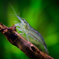 4pcs cleaner shrimp yamato amano typus malaya algae eater decoration aquarium