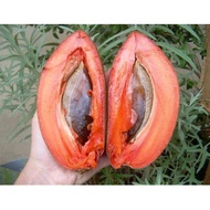 pokok mamey sapote🌱🔥Mamey Sapote Pokok🌱Ciku Gergasi🌱🔥