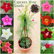 ปลูกง่าย เมล็ดสด100% เมล็ดพันธุ์ เถาไซเปรส บรรจุ 150เมล็ด คละสี Cypress Vine Flower Seeds for Planting เมล็ดดอกไม้ บอนสีราคาถูก เมล็ดบอนสี ต้นไม้มงคล บอนสี ดอกไม้ปลูกสวยๆ เมล็ดพันธุ์ดอกไม้ ไม้ประดับ พันธุ์ดอกไม้ ดอกไม้ปลูก แต่งบ้านและสวน Climbing Plants