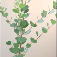Eucalyptus Silver Water Drop Gonny Eucalyptus Small Leaf Eucalyptus Heart-Shaped Leaf Eucalyptus Pla