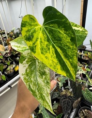 Bibit Bonggol Anthurium Variegata H053 / Kuping Gajah Hybrid Import