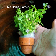 🪴ต้นพรมมิ 🪴 (Bacopa monnieir )ไม้น้ำ  สมุนไพรบำรุงสมอง ความจำ