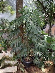 monstera deliciosa king jumbo