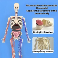 Human Body Skeleton Model Kits，Clear Human Body Structure Model，36 Piece 3D Anatomy Figure Kit, DIY 