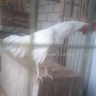 AYAM PELUNG PUTIH 100% ASLI