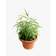 Sabah Snake Grass 优遁草 Potted Herbs