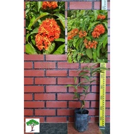 SJH - Ixora 'Javanica' Orange / Bunga Jejarum 'Javanica' / 仙丹花 [Real Plant/Live Plant/Bunga Hidup]