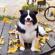 客製化逼真邊境牧羊犬羊毛氈寵物娃娃定製複刻狗猫咪毛小孩公仔