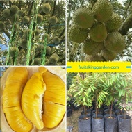 4 X ANAK POKOK DURIAN MUSANG KING HYBIRD (WEST MALAYSIA ONLY) Buah Buahan Fruits Live Plant