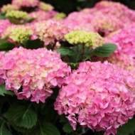 【LSG】Hydrangea macrophylla live plant 绣球花乡村系pokok hidup belum berbunga