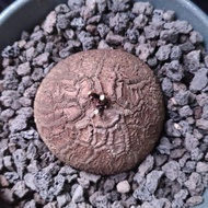 南非龜甲龍   7cm    連 花盆 塊根 植物 盆栽 Plant  caudex 非象牙宮 增值之選【實拍。只此一盆】 👑 9年老店