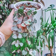 String Of Heart Variegata Package