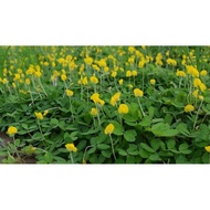 Arachis Pintoi penutup tanah cover crop