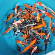 NEW BIBIT IKAN KOI BLITAR 50EKOR