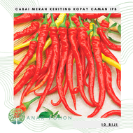 (10 Biji) Benih Bibit Biji - Cabai Merah Keriting Tipe Kopay Caman IPB Cabe Keriting Terpanjang Seed