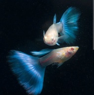 albino skyblue guppy . pair