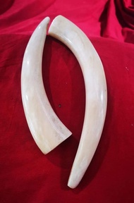 COD ONCE GG LAMPUG ASLI MELENGKUNG PANJANG 25 CM