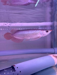 AROWANA SUPER RED INDONESIA COMPLETE CIP SIJIL