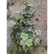 English Ivy / Hedera helix Variegated Plants