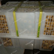 Kelengkeng 1 Keranjang