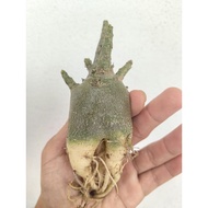 adenium arabicum Black Knight