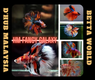 DHUB Half-moon Fancy Galaxy  Betta Fish / Ikan Laga HM Halfmoon Fancy Galaxy