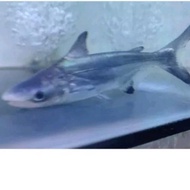ikan hias genghiskhan hiu air tawar