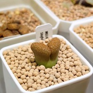 肉錐 超級蛋糕風鈴  1808.4