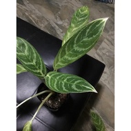 Aglaonema Varieties uprooted