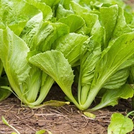 500 เมล็ด ผักกาดเขียว ผักกาดใบ Mustard greens Seeds