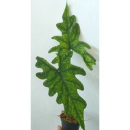 NEW STOK Alocasia Jacklyn 2 daun