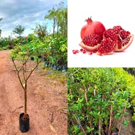 Pokok buah delima merah( hybrid )pokok tinggi dan matang /pokok buah delima merah murah