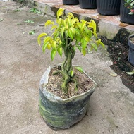 Bonsai beringin kuning sudah jadi